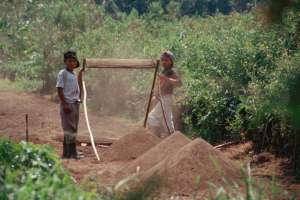 Boys sifting soil (1373.96 Kb)